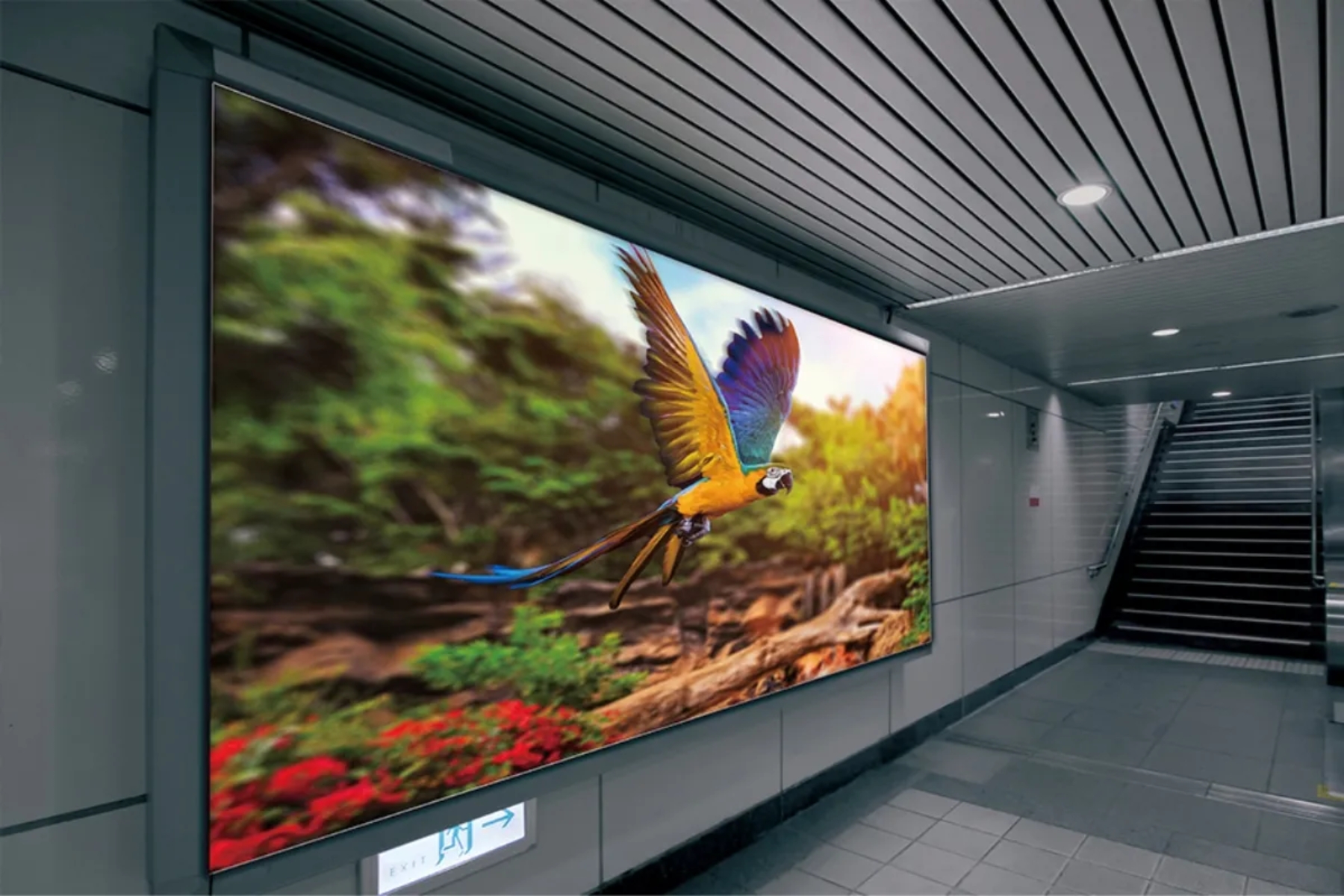 A large Mimaki printed backlit graphic showing a brightly coloured parrot.